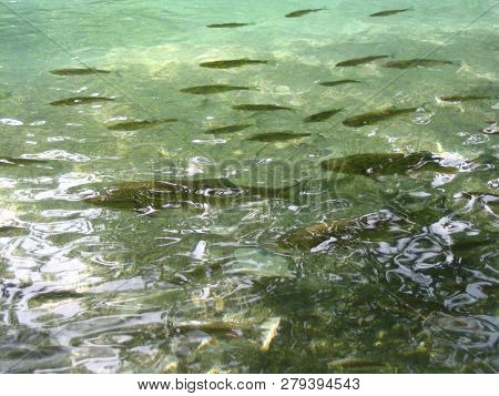 Flock Of Fishes Swim In Clear And Pure Water. Lake, Summer.