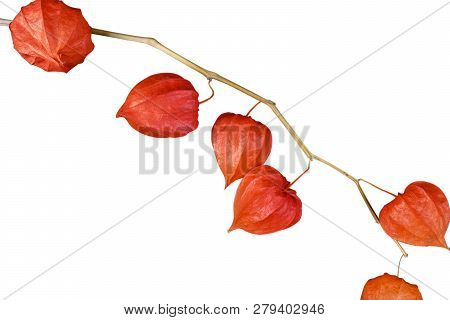 Chinese Lantern (physalis Franchetii) Plant Isolated On White Background. Branch Of Physalis Isolate