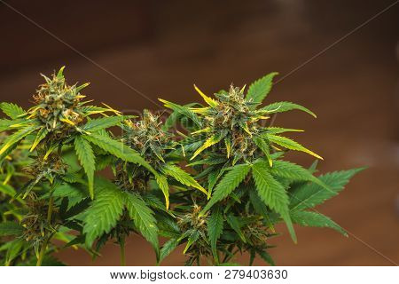 Early Stage Of Flowering Bud Of Marijuana. Dov.