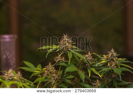 Early Stage Of Flowering Bud Of Marijuana. Dov.
