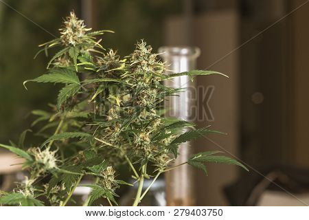 Early Stage Of Flowering Bud Of Marijuana. Dov.