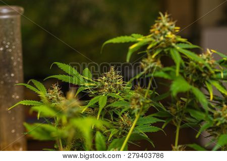 Early Stage Of Flowering Bud Of Marijuana. Dov.