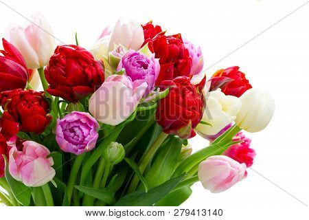 Bouquet Of Fresh Pink And Red Tulips Flowers Close Up Isolated On White Background