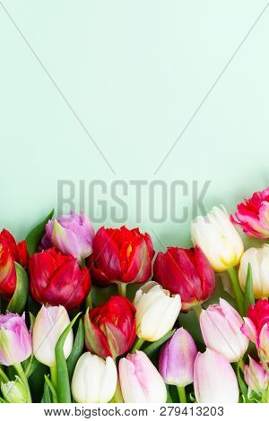 Fresh Tulips Flowers Border On Pastel Green Ment Background