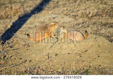 Prairie Dog (genus Cynomys Ludovicianus) Black-tailed In The Wild, Herbivorous Burrowing Rodent, In 