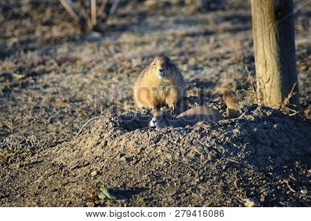 Prairie Dog (genus Cynomys Ludovicianus) Black-tailed In The Wild, Herbivorous Burrowing Rodent, In 