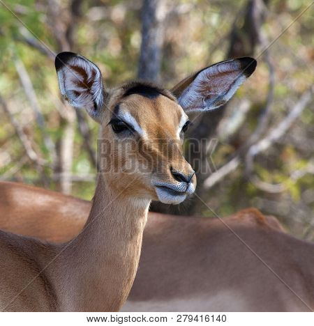 Portrait Of An Impala Doe In South Africa