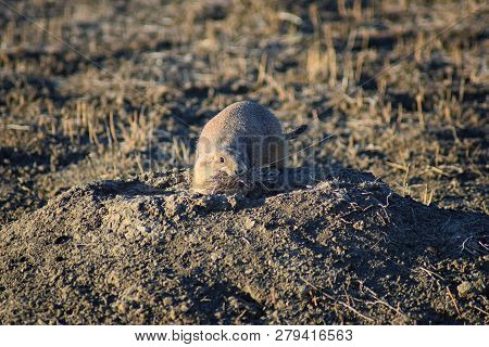 Prairie Dog (genus Cynomys Ludovicianus) Black-tailed In The Wild, Herbivorous Burrowing Rodent, In 