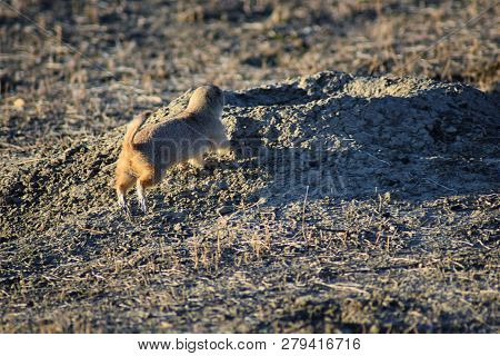 Prairie Dog (genus Cynomys Ludovicianus) Black-tailed In The Wild, Herbivorous Burrowing Rodent, In 