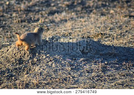 Prairie Dog (genus Cynomys Ludovicianus) Black-tailed In The Wild, Herbivorous Burrowing Rodent, In 