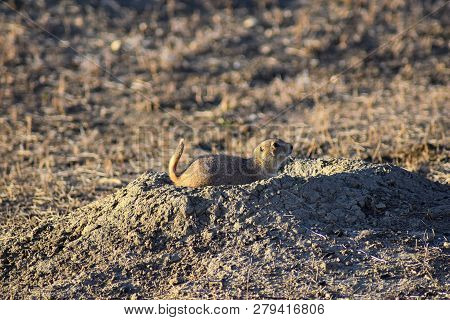 Prairie Dog (genus Cynomys Ludovicianus) Black-tailed In The Wild, Herbivorous Burrowing Rodent, In 