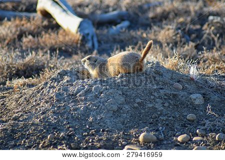 Prairie Dog (genus Cynomys Ludovicianus) Black-tailed In The Wild, Herbivorous Burrowing Rodent, In 