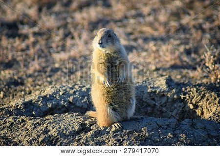 Prairie Dog (genus Cynomys Ludovicianus) Black-tailed In The Wild, Herbivorous Burrowing Rodent, In 