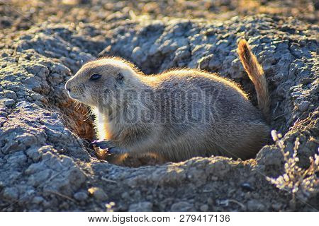 Prairie Dog (genus Cynomys Ludovicianus) Black-tailed In The Wild, Herbivorous Burrowing Rodent, In 