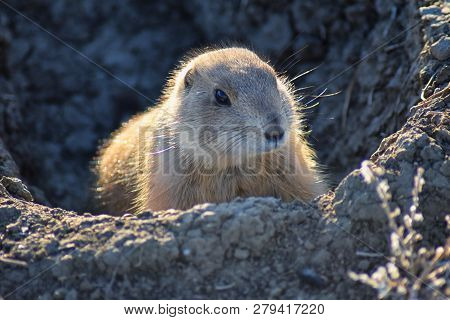 Prairie Dog (genus Cynomys Ludovicianus) Black-tailed In The Wild, Herbivorous Burrowing Rodent, In 