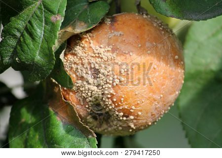 Brown Fruit Rot Of Apple Caused By Monilia Fungus