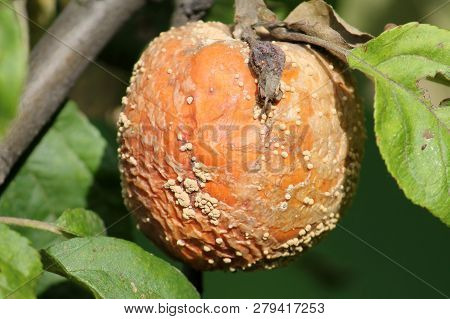 Brown Fruit Rot Of Apple Caused By Monilia Fungus