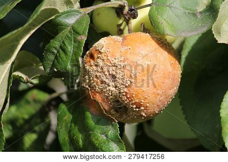 Brown Fruit Rot Of Apple Caused By Monilia Fungus