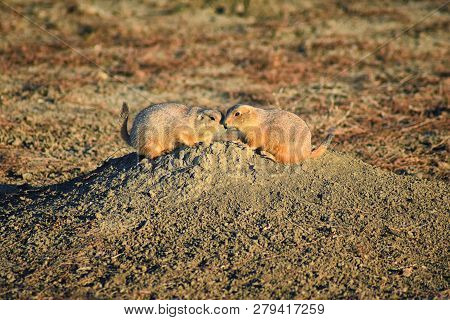 Prairie Dog (genus Cynomys Ludovicianus) Black-tailed In The Wild, Herbivorous Burrowing Rodent, In 