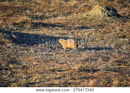 Prairie Dog (genus Cynomys Ludovicianus) Black-tailed In The Wild, Herbivorous Burrowing Rodent, In 