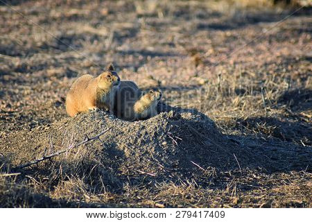 Prairie Dog (genus Cynomys Ludovicianus) Black-tailed In The Wild, Herbivorous Burrowing Rodent, In 
