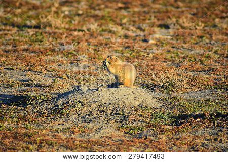 Prairie Dog (genus Cynomys Ludovicianus) Black-tailed In The Wild, Herbivorous Burrowing Rodent, In 