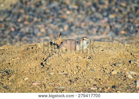 Prairie Dog (genus Cynomys Ludovicianus) Black-tailed In The Wild, Herbivorous Burrowing Rodent, In 