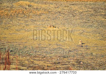 Prairie Dog (genus Cynomys Ludovicianus) Black-tailed In The Wild, Herbivorous Burrowing Rodent, In 