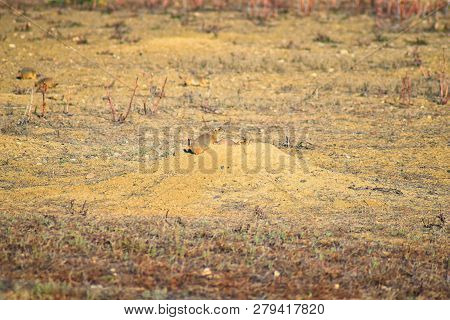 Prairie Dog (genus Cynomys Ludovicianus) Black-tailed In The Wild, Herbivorous Burrowing Rodent, In 