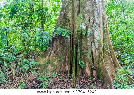 Giant Tree In National Park Madidi, Bolivia