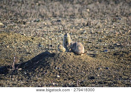 Prairie Dog (genus Cynomys Ludovicianus) Black-tailed In The Wild, Herbivorous Burrowing Rodent, In 