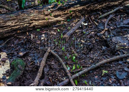 Leafcutter Ants In A Jungle Of National Park Madidi, Bolivia