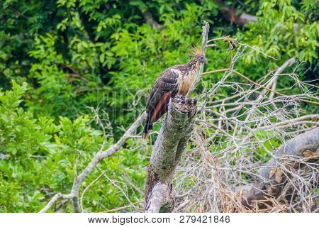 Hoatzin Opisthocomus Hoazin Bird On A Tree Lining Yacuma River, Bolivia