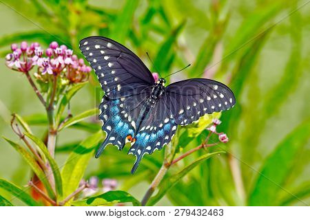 Black Swallowtail Butterfly Feeding On Some Flower