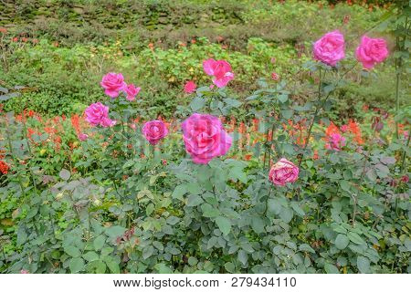 Floribunda Flowers In Phu Phing Palace Chiang Mai Thailand