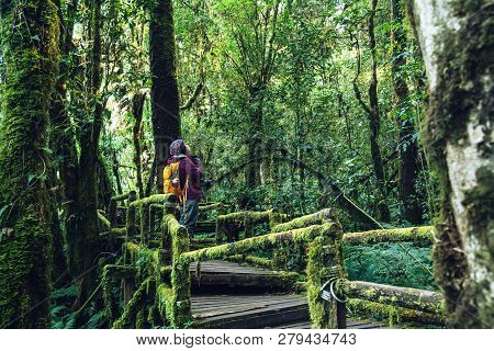 Asian Woman Travel To Study Nature In The Rainforest. Is Taking Pictures On The Bridge With Many Bea