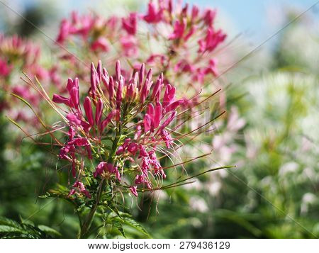 Cleome Flower Or Spider Flower Bloomig In Garden