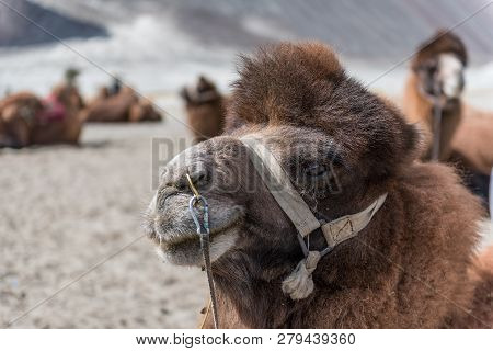 Camel In Hunder Sand Dunes With Daylight