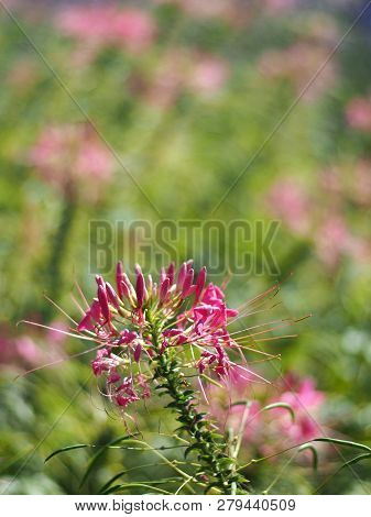 Cleome Flower Or Spider Flower Bloomig In Garden