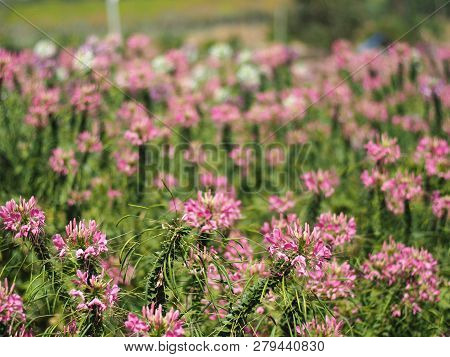 Cleome Flower Or Spider Flower Bloomig In Garden