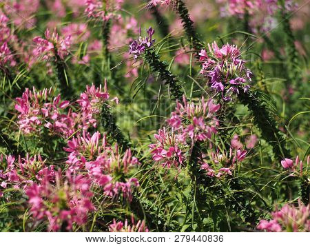 Cleome Flower Or Spider Flower Bloomig In Garden