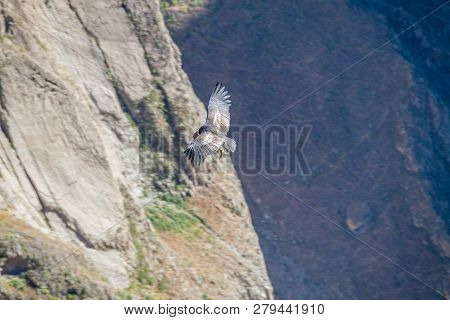 Andean Condor Vultur Gryphus Flying Over The Colca Canyon, Peru