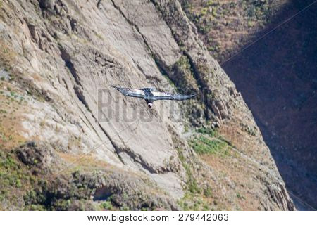 Andean Condor Vultur Gryphus In The Colca Canyon, Peru