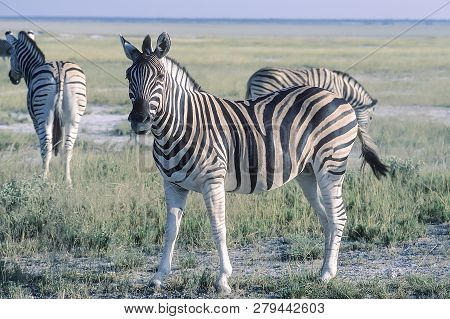 Plains Zebra, (equus Burchellii), Africa, Namibia, Oshikoto, Etosha National Park
