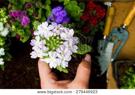 Woman Planting Flowers In The Soil First Person View