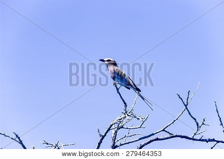 Lilacbreasted Roller, (coracias Caudata), Africa, Namibia, Oshikoto, Etosha National Park