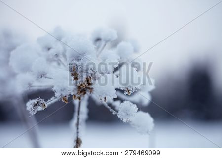 Fairy Winter Forest In Zyuratkul National Park.