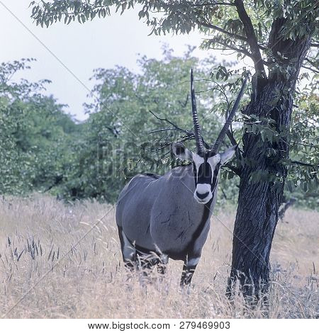 Gemsbok, (oryx Gazella), Africa, Namibia, Oshikoto, Etosha National Park