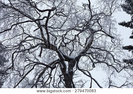 Fairy Winter Forest In Zyuratkul National Park.