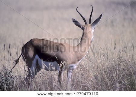 Springbok, (antidorcas Marsupialis), Africa, Namibia, Oshikoto, Etosha National Park